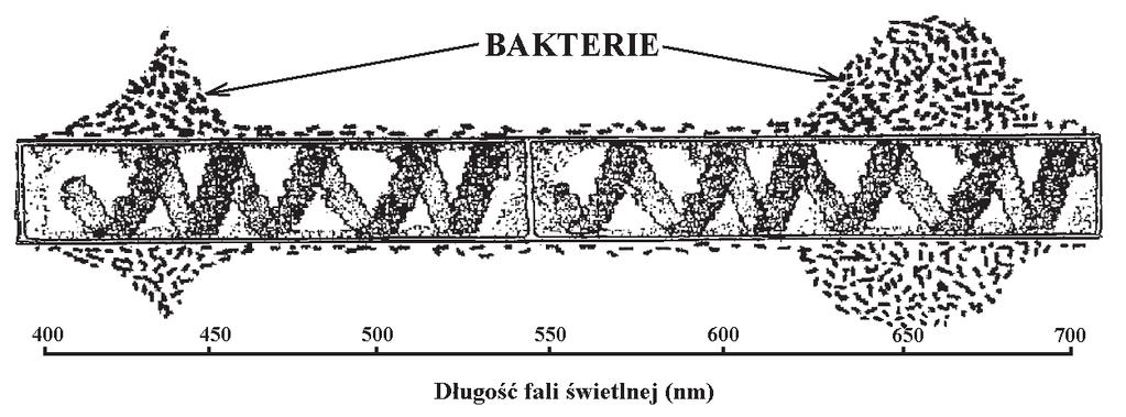 6 Egzamin maturalny z biologii Zadanie 40. (2 pkt) Nitkowata skr tnica zosta a o wietlona wiat em rozszczepionym w pryzmacie na barwne widmo.