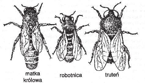 8 Egzamin maturalny z biologii Zadanie 44. (2 pkt) U pszczó oprócz dojrza ych p ciowo samców i samic wyst puj równie bezp odne robotnice. Rysunek jest ilustracj tego zjawiska.