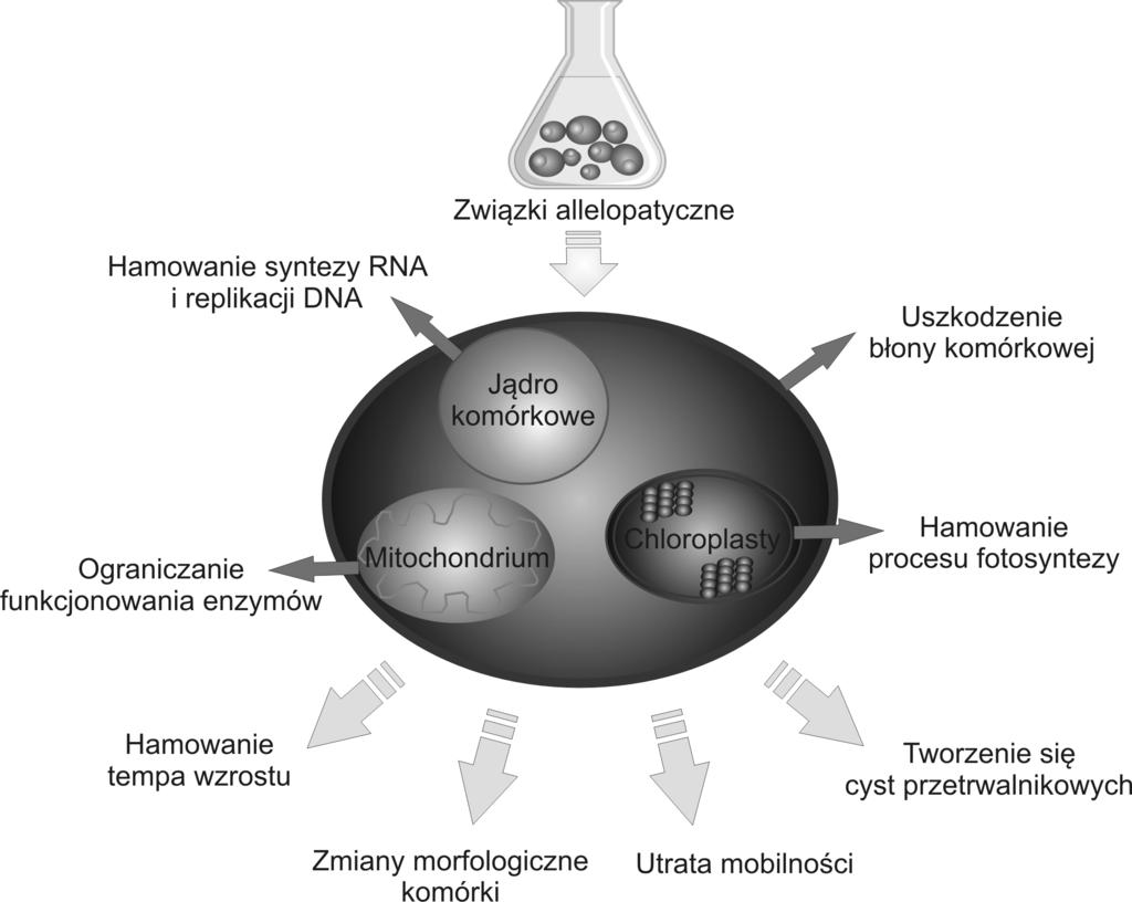 220 Sylwia Śliwińska-Wilczewska, Adam Latała często mało efektywne (Leflaive i Ten-Hage 2007).