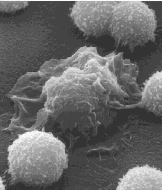 Komórki prezentujące antygen