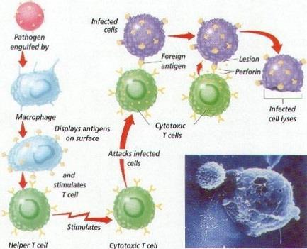 Dwa typy odpowiedzi na antygen: Odpowiedź za pośrednictwem przeciwciał produkowanych przez plazmocyty, zw.