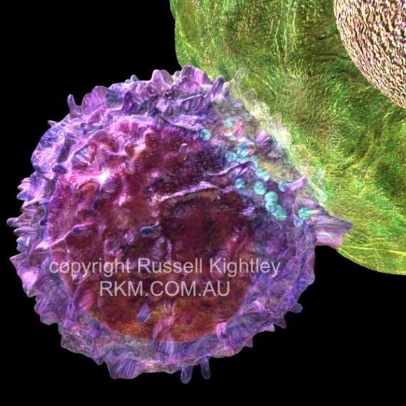 Komórki NK (Natural Killer) Null cells (nie mają markerów powierzchniowych limfocytów B i T, nie mają TCR) - ok.