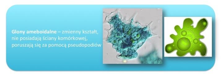 charakter, i powstające organizmy których plechy zbudowane są z nici wyraźnie widocznych. Mamy wtedy do czynienia z plechami plektenchymatycznymi.