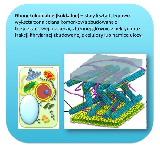 Organizmy kolonijne (cenobialne, cenobium) są to glony gdzie po podziale komórkowym komórki potomne nie rozdzielają się, zachowując jednak swą niezależność.