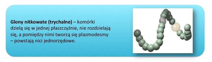 względu na funkcjonalność, kształt i wielkość niektórych komórek może być odmienny od pozostałych.