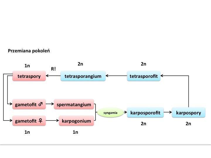 Barwnikami fotosyntetyzujacymi są chlorofil a, R-fikoerytryna, R-fikocyjanina, oraz karotenoidy.