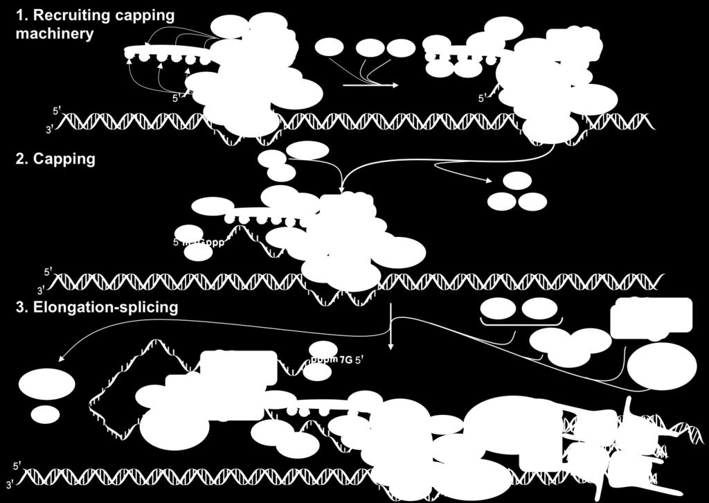 Transkrypcja i synteza czapeczki/splicing Fosforylacja C-końcowej domeny polimerazy (CTD) - reguluje przejście od kompleksu
