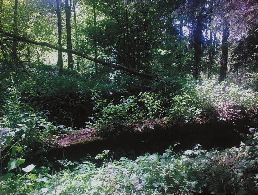 Pozostałości górnictwa rud uranu w Masywie Śnieżnika 131 Podczas prac inwentaryzacyjnych zlokalizowano pozostałości po dwóch szybach, zapadliska po szybikach, szurfy poszukiwawcze oraz hałdy.