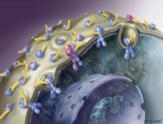 Anti-HER2 monoclonal mouse antibody developed 5