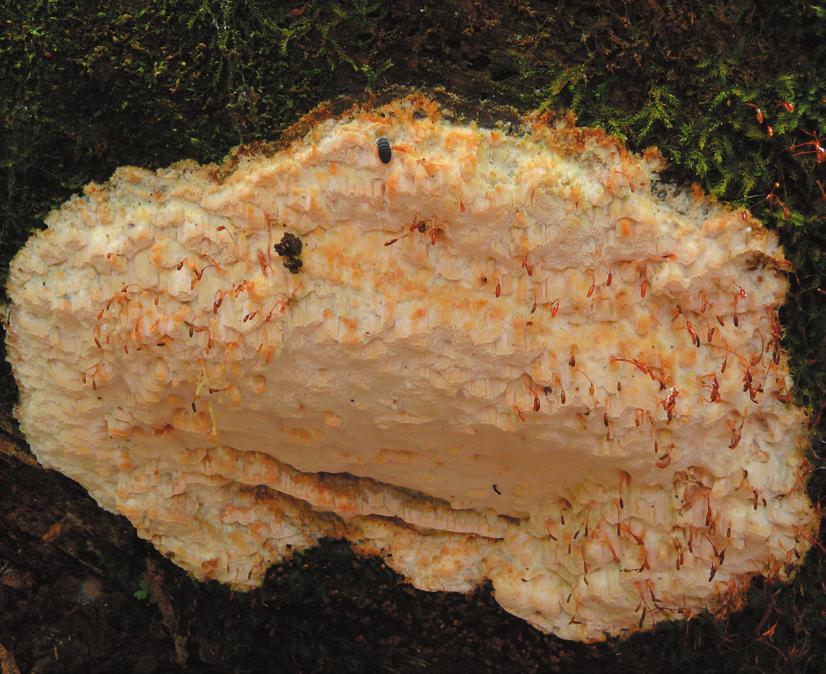 98 Pieniny Przyroda i Człowiek 14, 2016 Rząd: żagwiowce (Polyporales) 17. Skeletocutis odora (Sacc.) Ginns szkieletnica wonna (Fot. 5). Owocniki stwierdzono we wrześniu 2013 r.