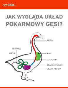 .pl na wykorzystanie nawet 40% włókna surowego zawartego w diecie (jednak procent wykorzystania tego składnika pokarmowego z dawki będzie zależny od rodzaju komponentu).