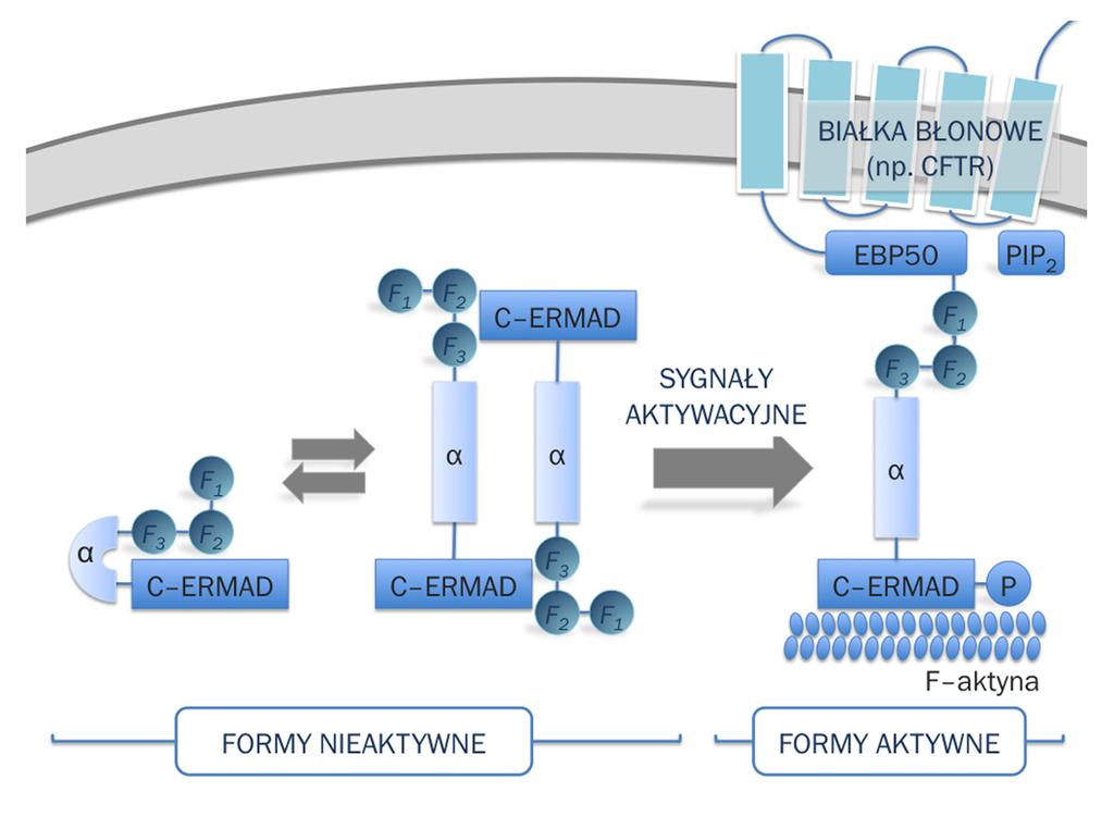 Postepy Hig Med Dosw (online), 2012; tom 66: 158-164 spike protein) zidentyfikowano jako białko wiążące heparynę [11].