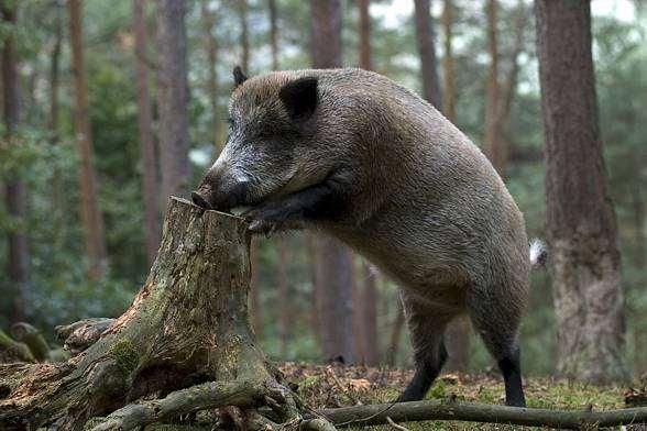Populacje niedźwiedzia, wilka, rysia i jelenia szlachetnego należą
