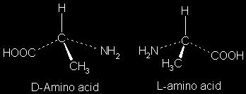 Struktura aminokwasów H 2 O Wiązanie peptydowe Reszta R: kwasowa zasadowa