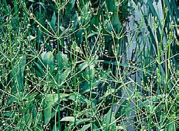 Rośliny w stawach ogrodowych Rośliny nadwodne Żabieniec (Alisma sp.) Wyskość wzrostu: ok.
