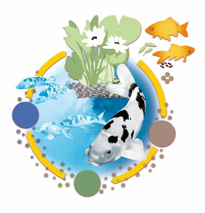 W końcu woda! Co to jest równowaga biologiczna? Kiedy używamy potocznego zwrotu równowaga biologiczna w większości przypadków oznacza to tak zwany cykl azotowy.