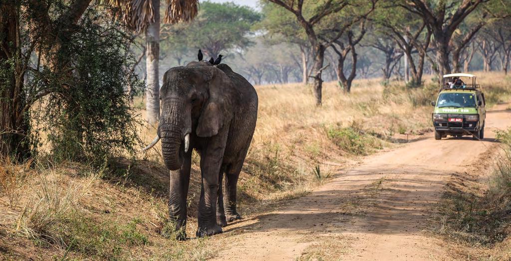 Następny imponujący rezerwat to Queen Elizabeth National Park. Obfitujący w dzikie zwierzęta i wspaniałe widoki tym ciekawsze, że będziemy mieli możliwość oglądania ich z pokładu balonu.