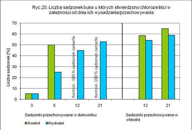 Tylko 5,3% sadzonek potraktowanych hydroŝelem po 3 dniach przechowywania wykazywało objawy chlorotycznego przebarwienia liści, a po 5 dniach objaw ten występował u 25% sadzonek z hydroŝelem, a w