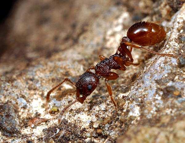 Prymitywne mrówki z rodzaju Myrmecia 19 Cechy prymitywne Wiele gniazd, liczne królowe Jaja kuliste rozrzucone w gnieździe na ziemi Larwy poruszają się samodzielnie Formy dojrzałe odżywiają się