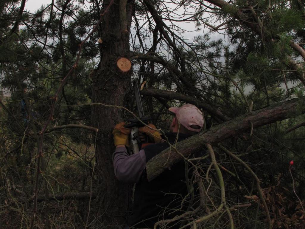 Czynna ochrona muraw kserotermicznych Podkrzesanie drzew nadmiernie