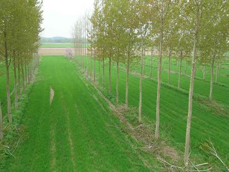 Minimalizacja wykorzystania gruntów systemy agro-leśne ( C.