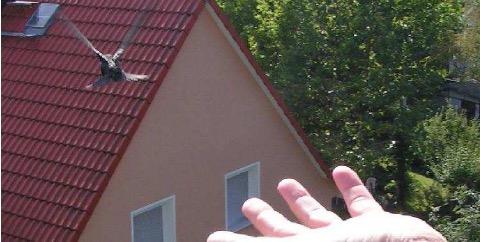 Jednak gdy jerzyk kurczowo trzyma się dłoni i próbuje spełzać w kierunku nadgarstka, to znak że na wypuszczenie go jest jeszcze za wcześnie. Ten młody jerzyk jest gotowy do odlotu.