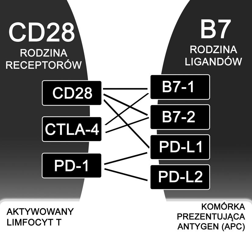 Wstęp Przeciwciała należące do grupy leków immunomodulacyjnych są stosunkowo nową grupą leków przeznaczoną do leczenia nowotworów.
