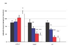 Komórki śródbłonka ludzkiej żyły pępowinowej (human umbilical vein endothelial cells, HUVEC) Komórki śródbłonka ludzkiej żyły pępowinowej należą do typowych pod względem czynnościowym komórek