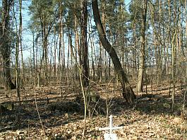 Cmentarz leśny we wsi