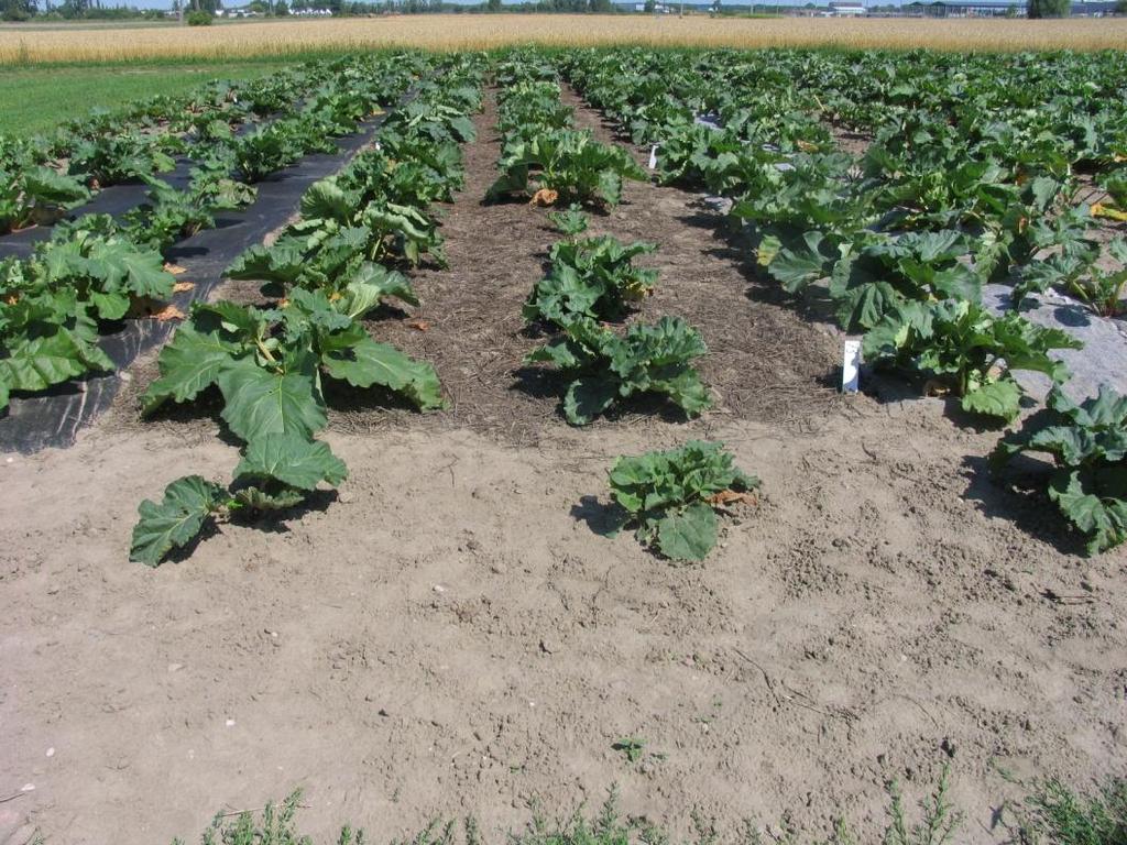 Plantację założono wiosną z sadzonek pochodzących z siewu. Nasiona były wysiane w czerwcu 2011r. a sadzonki w fazie trzech liści zimowały w odkrytym gruncie.