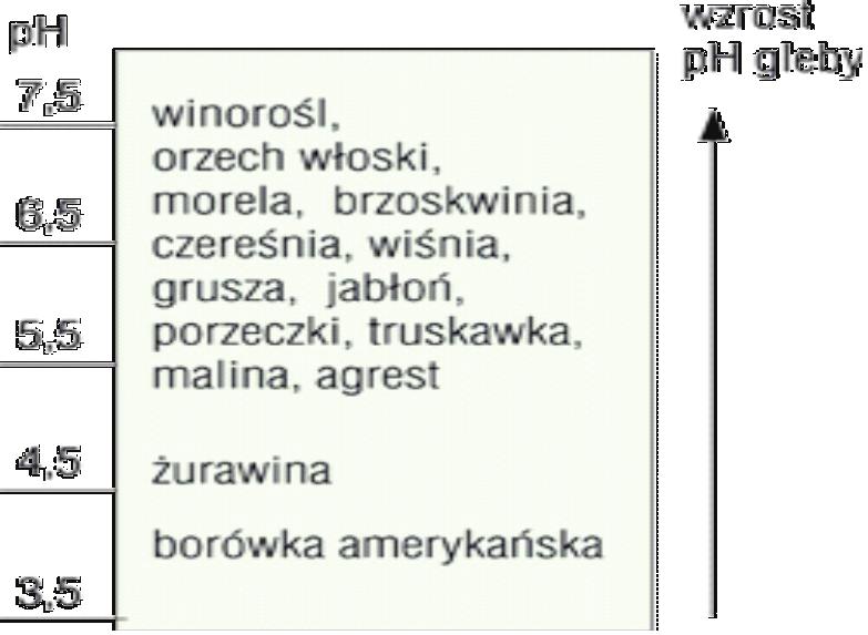 Zadanie 1. Wysoki poziom wód gruntowych źle wpływa na wzrost i plonowanie Zadanie 2. A. śliwy. B. porzeczki. C. truskawki. D. orzecha włoskiego. Rośliną wymagającą zasadowego odczynu gleby jest A.