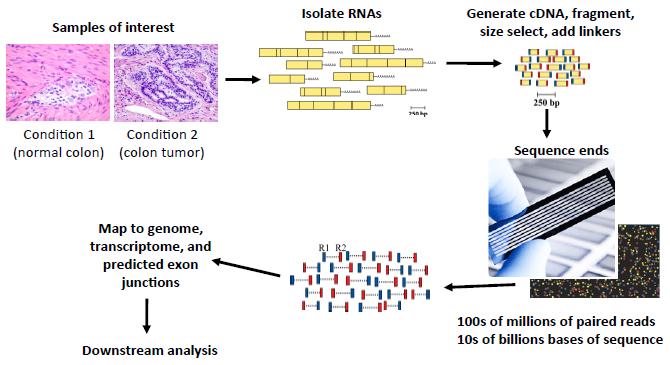 Sekwencjonowanie RNA po kolei RNA-seq Module, 2013, www.