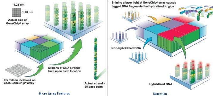 Co to jest mikromacierz? Mikromacierz DNA (określany także jako chip DNA) to zbiór, krótkich DNA przyczepionych do powierzchni szklanej płytki.