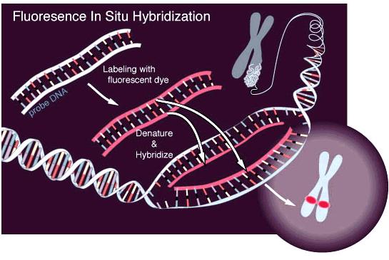 Technika FISH umożliwia identyfikację specyficznych sekwencji DNA w chromosomach