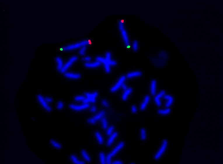 Subtelomere Region-specific Probes p-arm probes fluoresce green q-arm