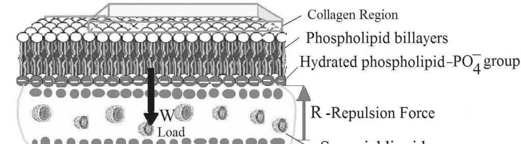 -016 T R I B O L O G I A 147 repulsion force R [N] cused by the negtive chrge of hydrted phospholipids covering the membrne surfces is indicted nd re the neutrlized ctions of hydrted sodium