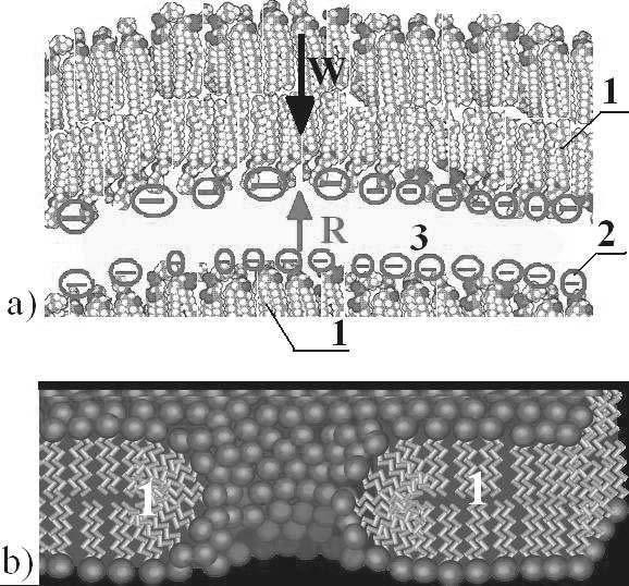 30 µm for osteorthritis crtilge. Fig. 1. The joint gp limited by the by the phospholipid bilyer Rys. 1. Szczelin stwu ogrniczon dwuwrstwą fosfolipidów Fig.