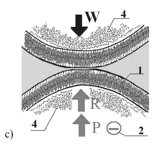 R repulsion force (own elbortion) Rys.