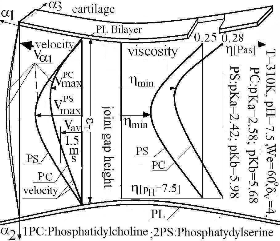 150 T R I B O L O G I A -016 Fig. 5. Comprison of synovil fluid velocity nd its dynmic viscosity distributions between two crtilge surfces in joint gp height direction, for constnt vlue ph = 7.