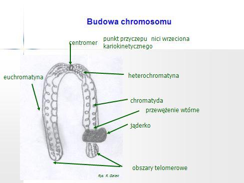 Chromosomy są zbudowane z dwóch siostrzanych chromatyd (podłużnych jego części) połączonych w jednym punkcie centromerem - przewężeniem pierwotnym.