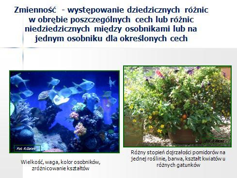 Fot. R.Galek Fot. R.Galek Ocena zmienności biologicznej jest wstępną czynnością we wszelkich badaniach genetycznych.