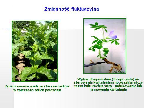 Fot. R.Galek Fot. R.Galek wpływ długości dnia (fotoperiodu) na sterowanie kwitnieniem np.