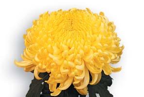 Eleonora Yellow