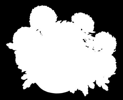 Komodo Blanc