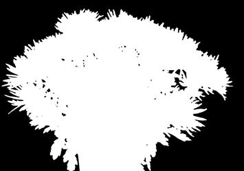 odmiany