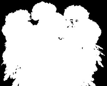 Cocori (Bazcocori)