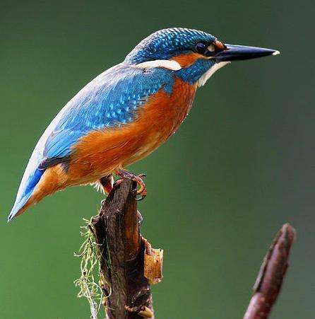 Alcedo atthis bengalensis Indie,