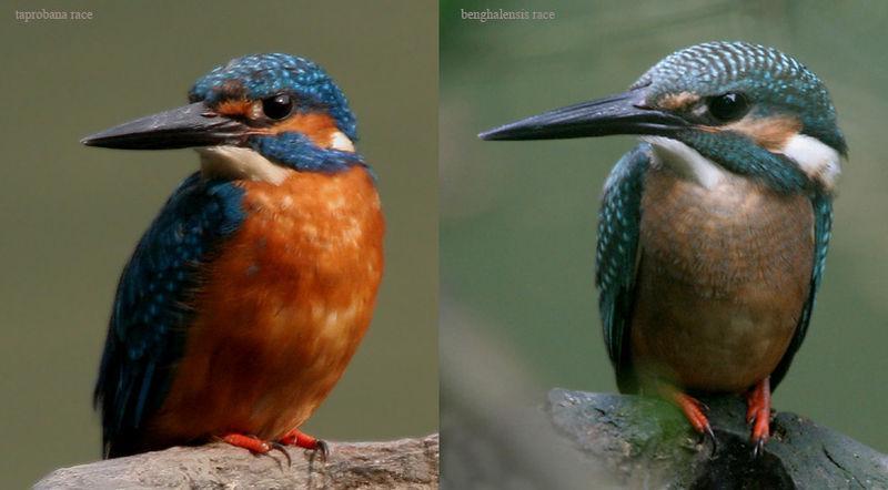 Alcedo
