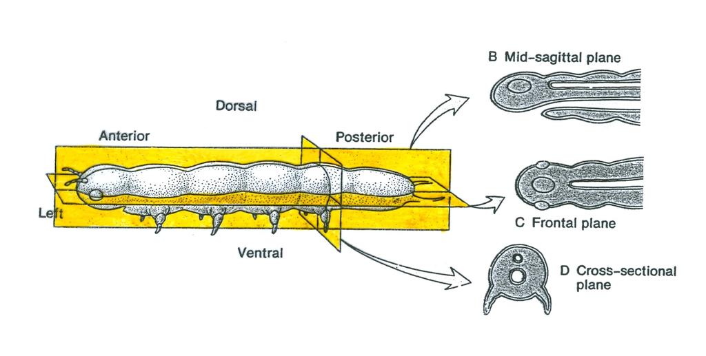 dorsalna powierzchnia penisa)