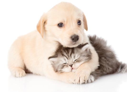 Modele dedykowane - odkurzacze szyte na miarę Dla wszystkich miłośników zwierząt: Cat&Dog Dla alergików: Allergy Niezwykle skuteczna filtracja w odkurzaczu Allergy Miele to efekt